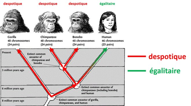despotic-ca-2