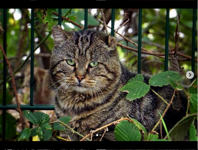 Tom Cat © Luna TMG Instagram Tom Cat © Luna TMG Instagram