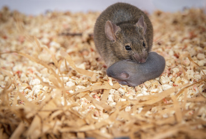 Les souris mères de substitution auxquelles il manque une copie de MECP2 dans les interneurones inhibiteurs ont du mal à rassembler leurs petits. © Roman Dvorkin / Shea Lab Les souris mères de substitution auxquelles il manque une copie de MECP2 dans les interneurones inhibiteurs ont du mal à rassembler leurs petits. © Roman Dvorkin / Shea Lab