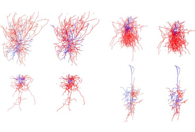 Se ramifier : Les chercheurs ont formé un réseau de neurones computationnels pour reconstruire les formes des excroissances neuronales (deuxième et quatrième colonnes) plus rapidement que ne le permettent les méthodes manuelles (première et troisième colonnes). © Spectrum News Se ramifier : Les chercheurs ont formé un réseau de neurones computationnels pour reconstruire les formes des excroissances neuronales (deuxième et quatrième colonnes) plus rapidement que ne le permettent les méthodes manuelles (première et troisième colonnes). © Spectrum News
