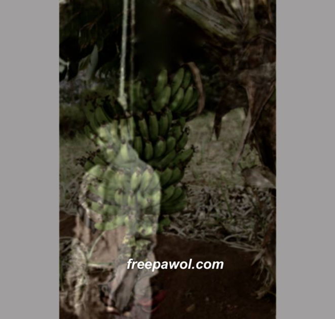 La banane subventionnée et le cancer antillais