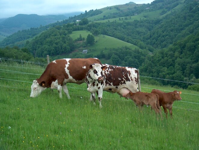 Vaches au pré avec leur veau © Y. Guillerault Vaches au pré avec leur veau © Y. Guillerault