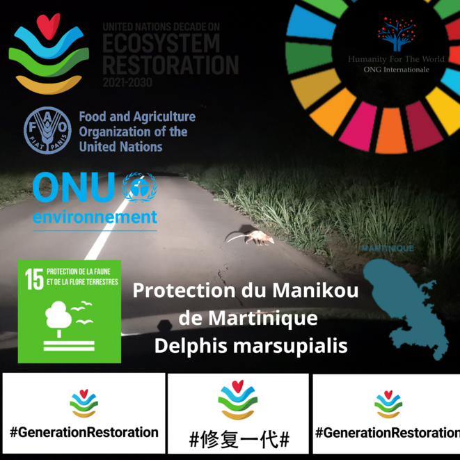 Biodiversité martiniquaise et espèces menacées : Protection et prévention de l’extinction du Manikou © Humanity For The World (HFTW) Biodiversité martiniquaise et espèces menacées : Protection et prévention de l’extinction du Manikou © Humanity For The World (HFTW)