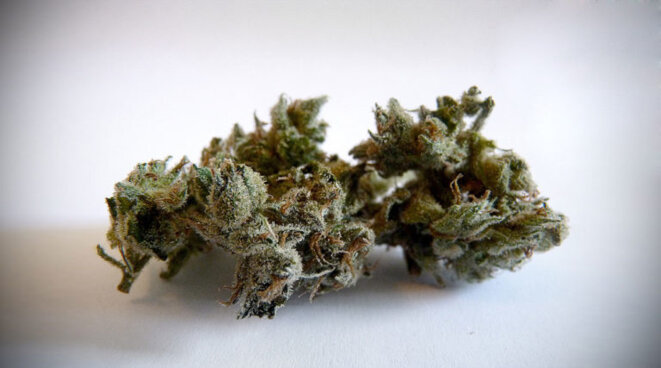 Jack Herer © Newsweed Jack Herer © Newsweed