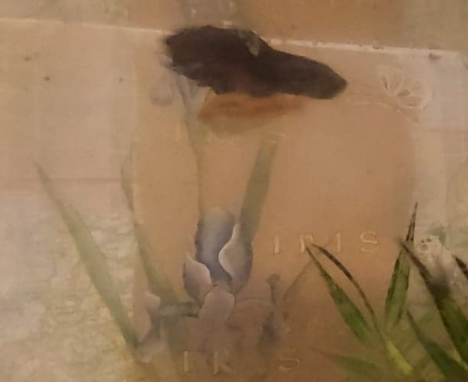 De l'eau, de l'eau, de l'audace. Poisson combattant Ernesto 5 De l'eau, de l'eau, de l'audace. Poisson combattant Ernesto 5