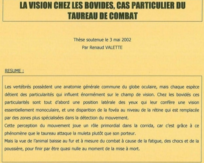 vision-taureaux