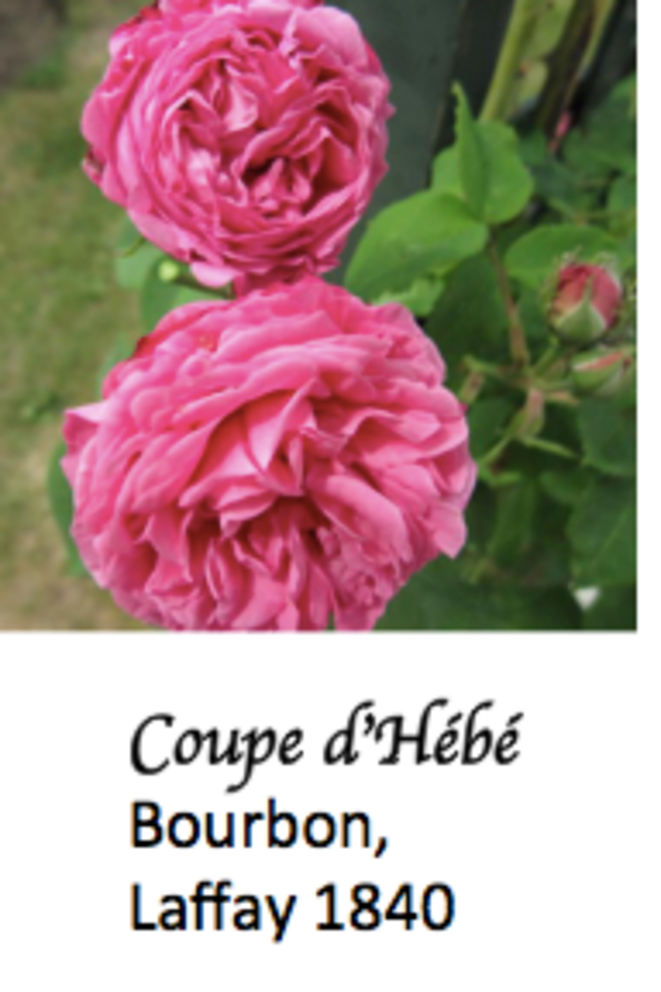 coupe-dhe-be-avec-le-gende