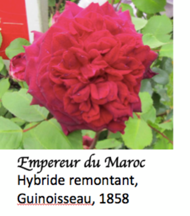 empereur-du-maroc-avec-le-gende