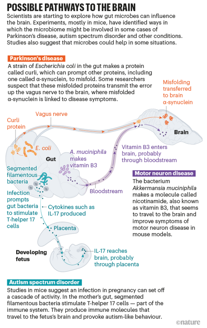Graphique montrant les voies possibles chez la souris par lesquelles les bactéries de l'intestin pourraient influencer le cerveau. © Nik Spencer/Nature Graphique montrant les voies possibles chez la souris par lesquelles les bactéries de l'intestin pourraient influencer le cerveau. © Nik Spencer/Nature