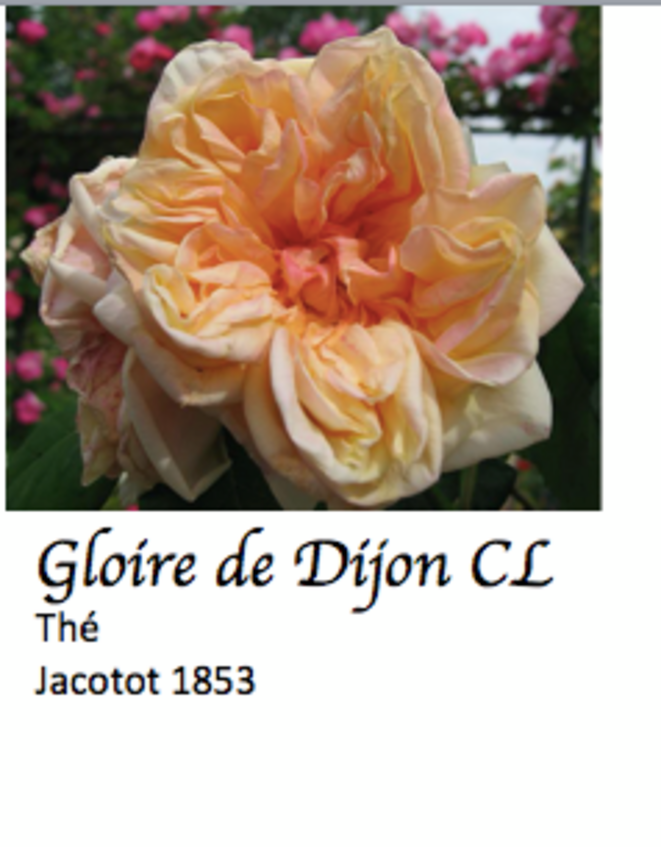 gloire-de-dijon-pre-pare-e-pour-blog