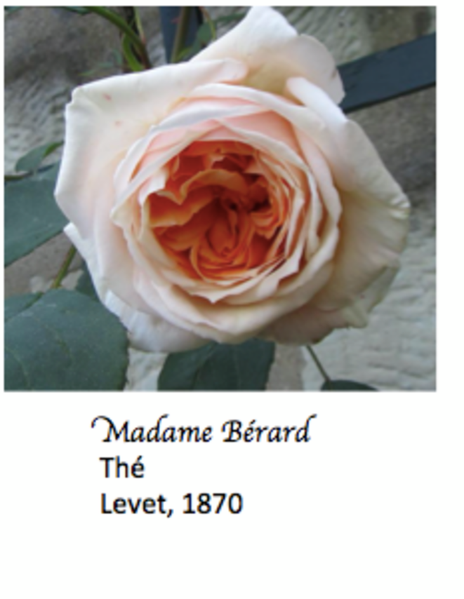madame-be-rard-pre-pare-e-pour-blog