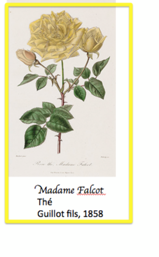 madame-falcot-pre-pare-e-pour-blog