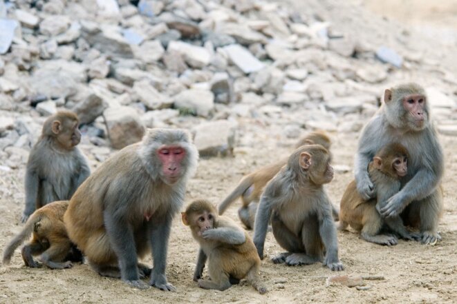 Par Paul Asman and Jill Lenoble — rhesus macaque Macaca mulatta © Uploaded by Amada44, CC BY 2.0, https://commons.wikimedia.org/w/index.php?curid=25298647 Par Paul Asman and Jill Lenoble — rhesus macaque Macaca mulatta © Uploaded by Amada44, CC BY 2.0, https://commons.wikimedia.org/w/index.php?curid=25298647