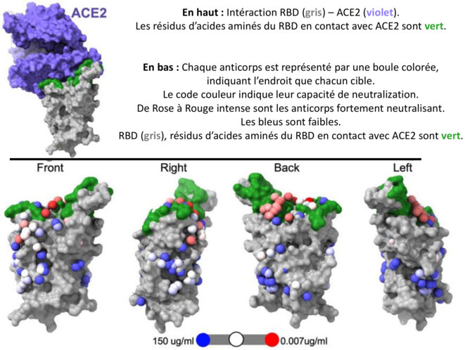 Cartographie des épitopes du RBD © Dejnirattisai et al. 2021 Cell The antigenic anatomy of SARS-CoV-2 receptor binding domain Cartographie des épitopes du RBD © Dejnirattisai et al. 2021 Cell The antigenic anatomy of SARS-CoV-2 receptor binding domain