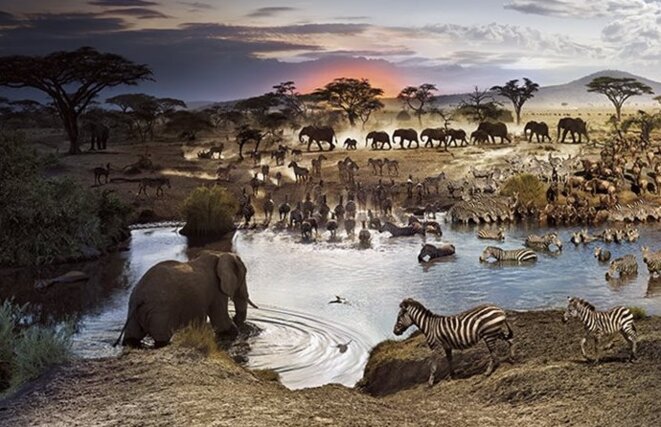 animaux-de-la-savane-zebre