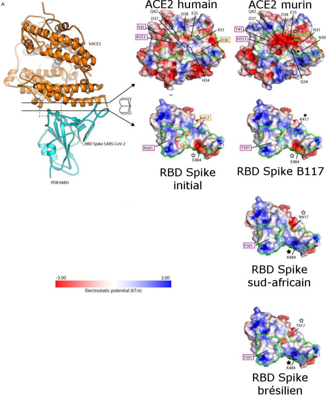 Covid19 : infections des animaux domestiques chats, chiens mais aussi des souris