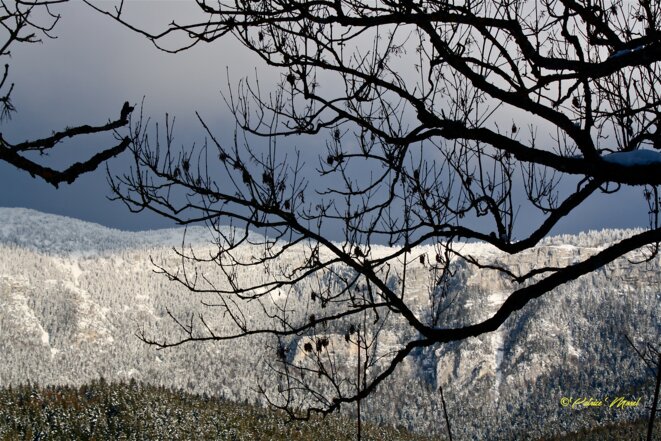 Vieilles branches © Patrice Morel (mars 2021) Vieilles branches © Patrice Morel (mars 2021)