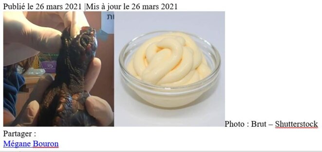 tortues-sauvees-a-la-mayonnaise