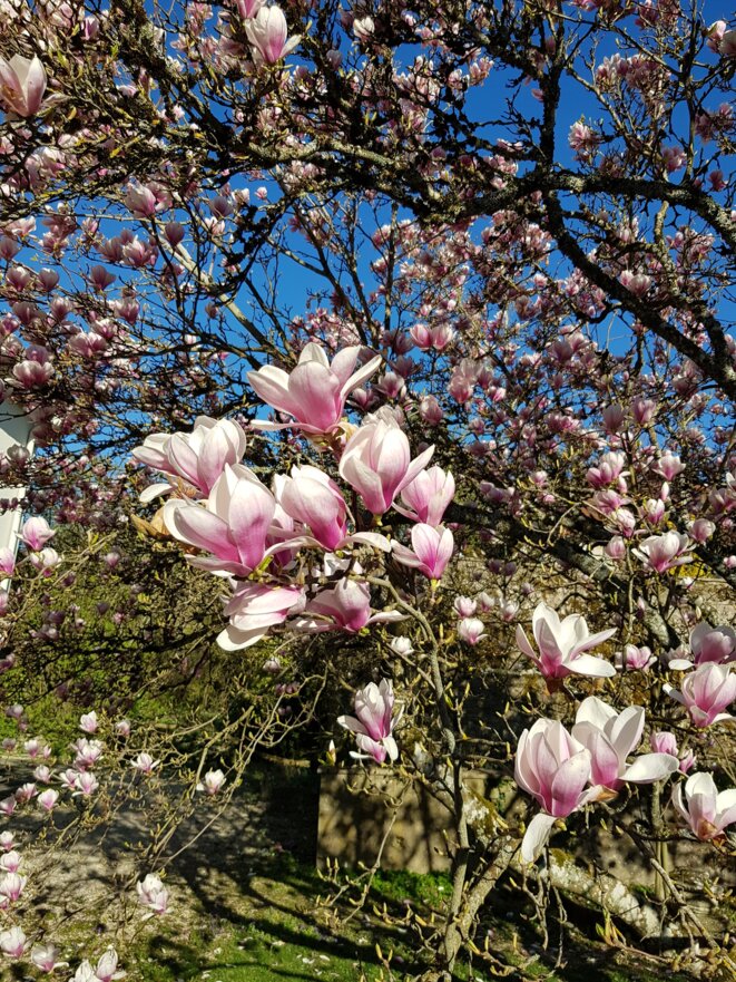 Dans le jardin des Soeurs de la Providence de Langres (Haute-Marne). © Gilles Fumey. Dans le jardin des Soeurs de la Providence de Langres (Haute-Marne). © Gilles Fumey.
