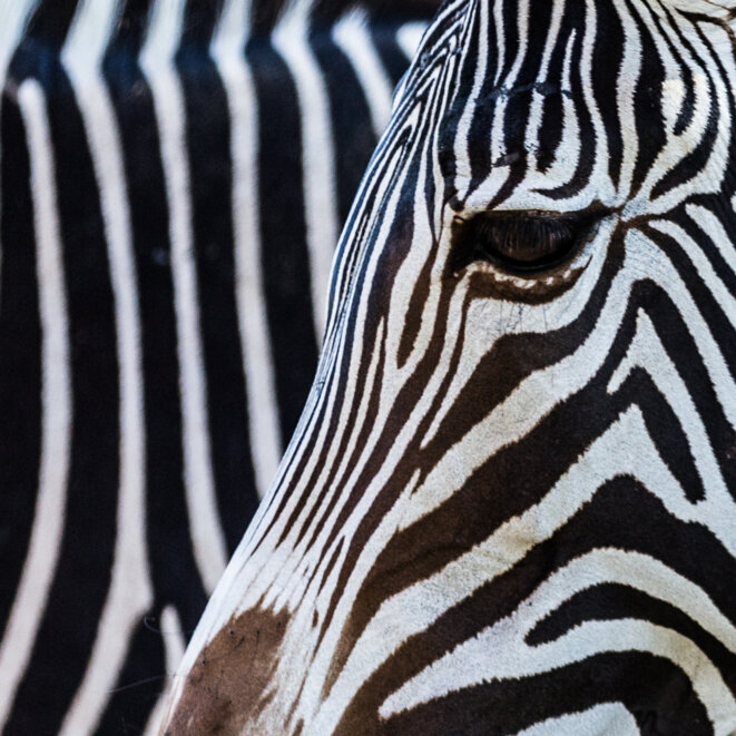 Le zèbre peut-il être raciste ?