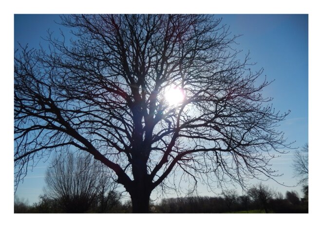 L'arbre majestueux © Edmey L'arbre majestueux © Edmey