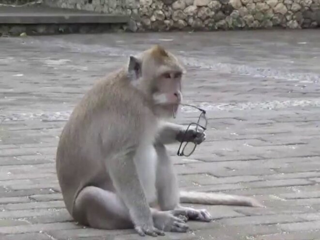 Les singes voleurs au temple d'Uluwatu (Bali, Indonésie) Les singes voleurs au temple d'Uluwatu (Bali, Indonésie)