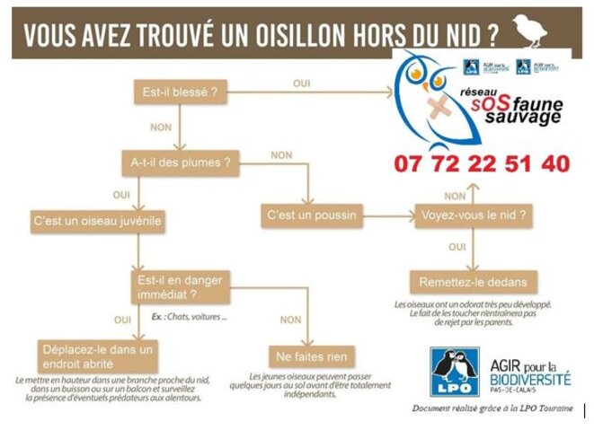 oisillon-hors-du-nid