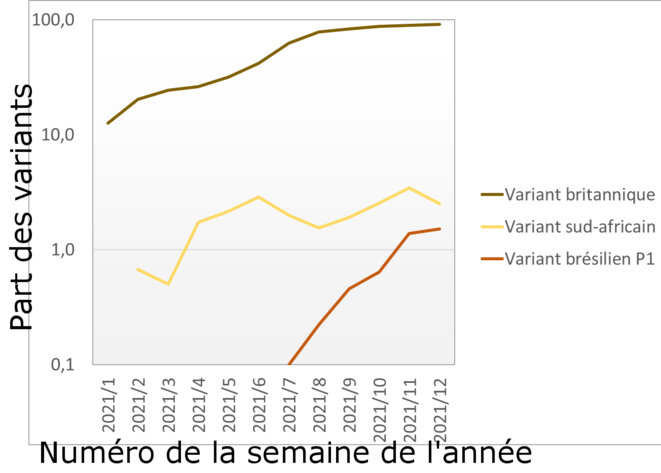 Variants P.1 et B.1351 aux Pays-Bas © Alan Emrey d'après les données du RIVM Variants P.1 et B.1351 aux Pays-Bas © Alan Emrey d'après les données du RIVM