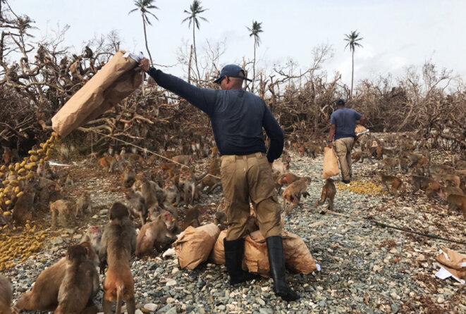 Frénésie alimentaire : Julio Resto, le gardien principal de Cayo Santiago, jette un sac de nourriture pour singes. La tempête a rasé les corrals d'alimentation de l'île. © Avec l'aimable autorisation de Bonn Aure Frénésie alimentaire : Julio Resto, le gardien principal de Cayo Santiago, jette un sac de nourriture pour singes. La tempête a rasé les corrals d'alimentation de l'île. © Avec l'aimable autorisation de Bonn Aure