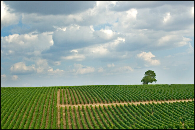 Vignoble de Sancerre © Alain Bachelier Vignoble de Sancerre © Alain Bachelier