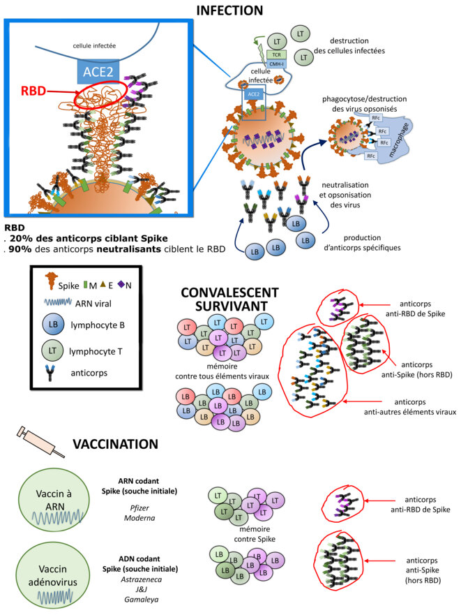 Covid19 : variants, infection, réinfection et rappel de vaccination