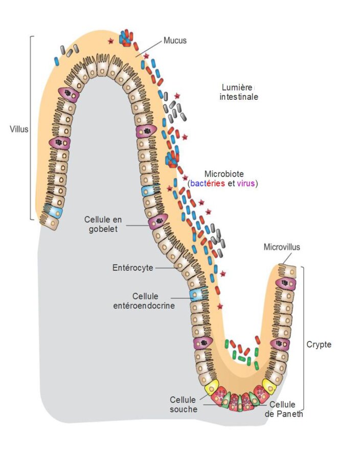 Cellules intestinales chez l'homme © Wikipedia Cellules intestinales chez l'homme © Wikipedia