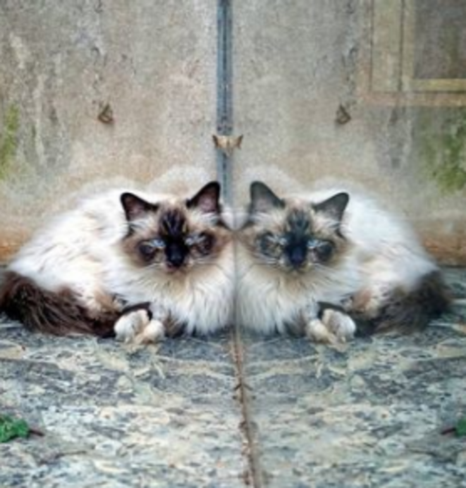 Léon et son reflet © Luna TMG Instagram Léon et son reflet © Luna TMG Instagram