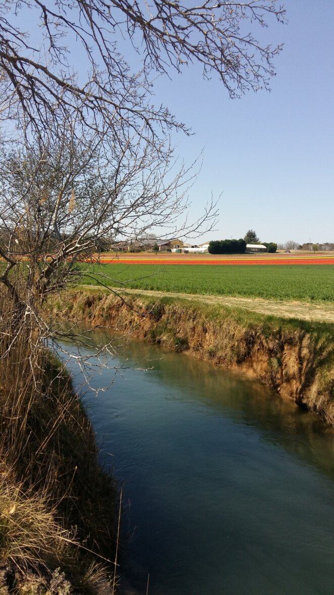 L'eau rare de la Provence pour des fleurs vendues par les Pays-Bas © Martine Tabeaud L'eau rare de la Provence pour des fleurs vendues par les Pays-Bas © Martine Tabeaud