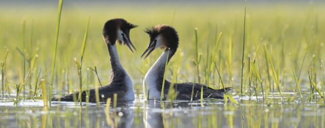 Plumes de Loire, par Yannick Le Boulicaut, sur Zoom ce 15 mai 2021