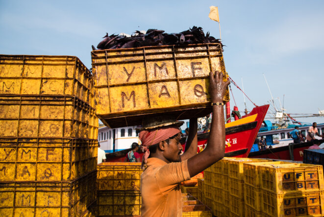 Pisciculteur transportant une charge de poisson Trigger dans le port de Mangalore (Inde) © ©Changing Markets Pisciculteur transportant une charge de poisson Trigger dans le port de Mangalore (Inde) © ©Changing Markets