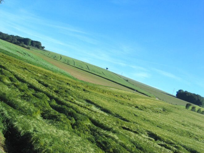 Sur la peau des champs de blé
