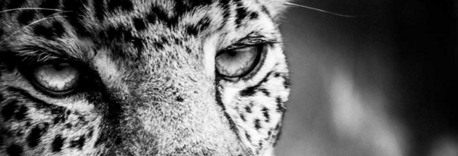 Regard, Odile Tambou © Odile Tambou Regard, Odile Tambou © Odile Tambou