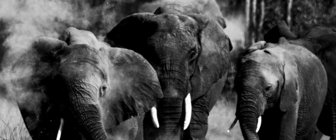 Regard, Odile Tambou © Odile Tambou Regard, Odile Tambou © Odile Tambou