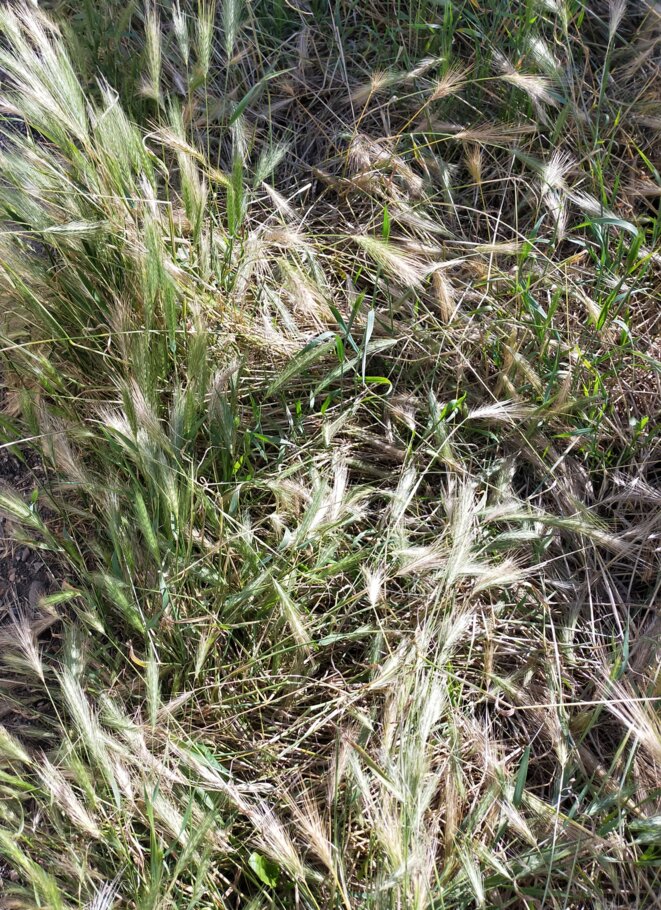 Les épillets sont dangereux pour les chiens et les chats