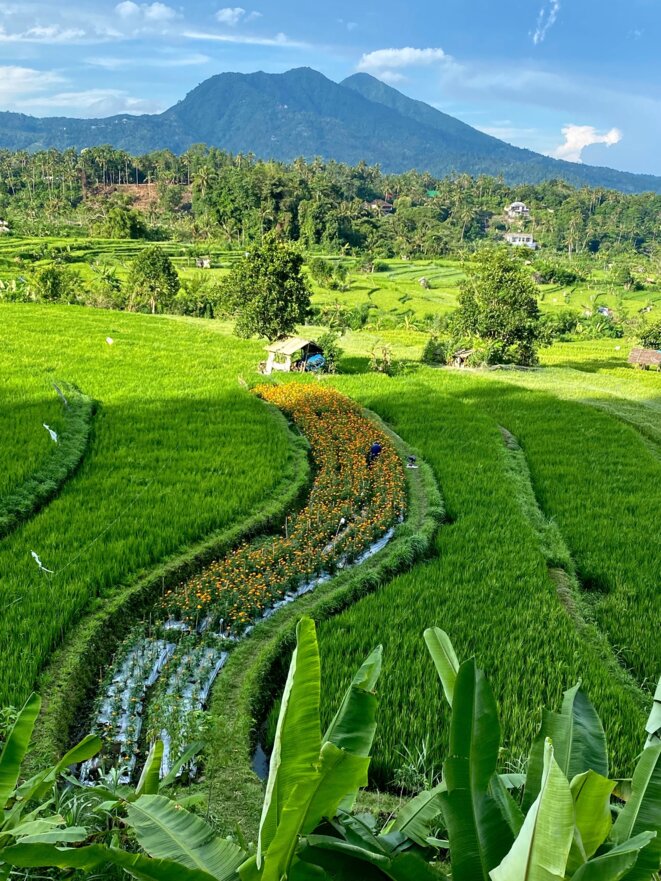 JUSTE UNE IMAGE DE BALI (2) : BOUTONS D'OR ET LEMPUYANG