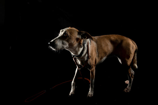 Les maltraitances animales pourraient servir au dépistage des violences domestiques. © Photo Olivier Morin/AFP Les maltraitances animales pourraient servir au dépistage des violences domestiques. © Photo Olivier Morin/AFP