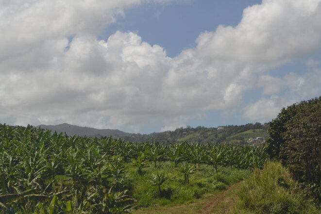 Après le café, les épices et la canne à sucre, les bananeraies sont désormais partie intégrante du paysage martiniquais. © JS Après le café, les épices et la canne à sucre, les bananeraies sont désormais partie intégrante du paysage martiniquais. © JS