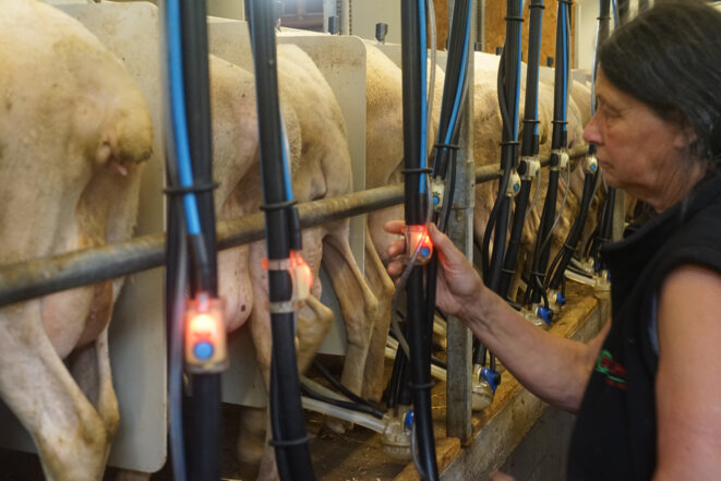 Chantal, pendant la traite quotidienne des brebis. © AmP / Mediapart