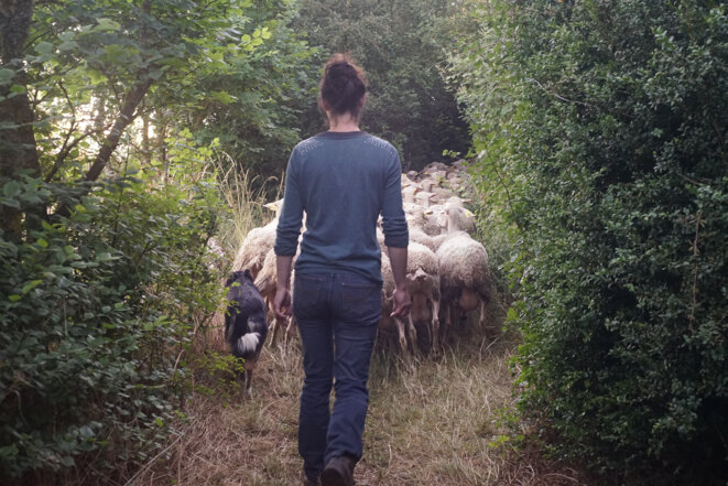 Florine, en chemin pour la bergerie. © AmP / Mediapart