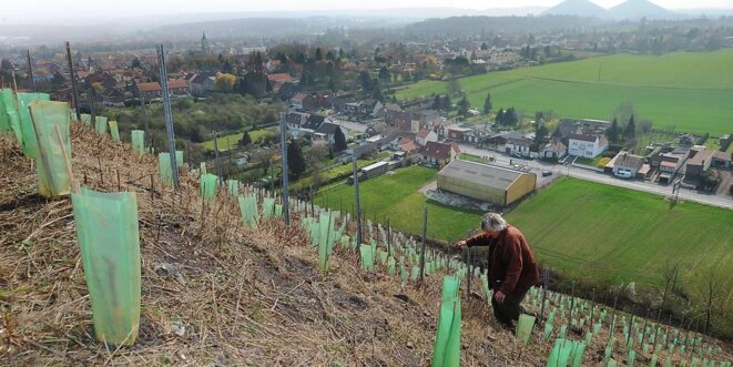Avec neuf autres agriculteurs répartis entre l'Aisne, la Somme, le Nord et le Pas-de-Calais, un vigneron de l'Aisne participe à la première phase du projet du négociant agricole Ternoveo consistant à créer une filière viticole dans les Hauts-de-France. © © Crédit photo : PHILIPPE HUGUEN Avec neuf autres agriculteurs répartis entre l'Aisne, la Somme, le Nord et le Pas-de-Calais, un vigneron de l'Aisne participe à la première phase du projet du négociant agricole Ternoveo consistant à créer une filière viticole dans les Hauts-de-France. © © Crédit photo : PHILIPPE HUGUEN