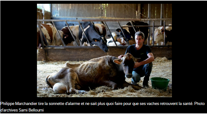 des-vaches-victimes-de-leolien-et-de-la-haute-tension