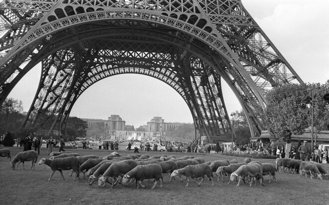Le 20 octobre 1972, des brebis de Larzac apparaissent sur le Champ-de-Mars à Paris. © Archives AFP Le 20 octobre 1972, des brebis de Larzac apparaissent sur le Champ-de-Mars à Paris. © Archives AFP