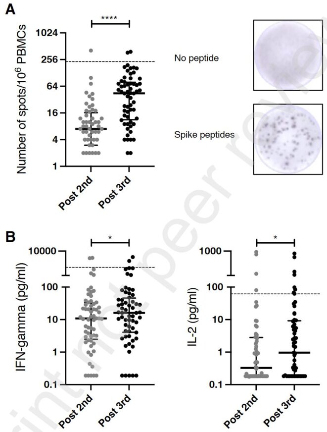 Réponse cellulaire des personnes greffées après 2 et 3 doses © Massa et al, Lancet 2021 Réponse cellulaire des personnes greffées après 2 et 3 doses © Massa et al, Lancet 2021