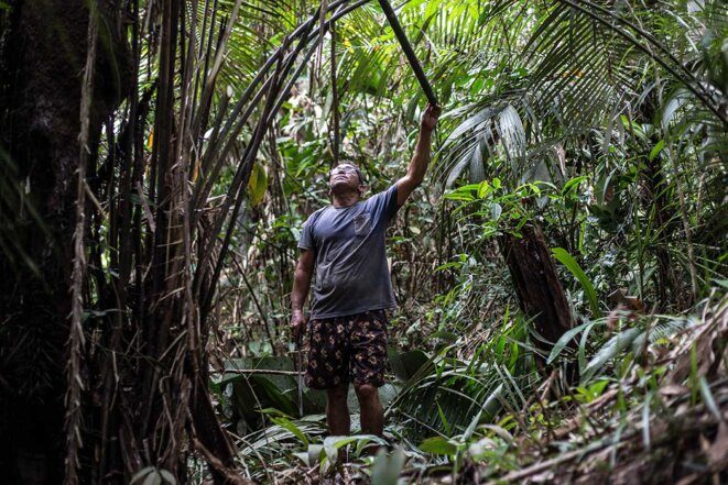 Un homme taille les branches d'un palmier murumuru. © Photo Jean-Mathieu Albertini pour Mediapart